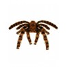 Araña Viuda Negra 90 cm